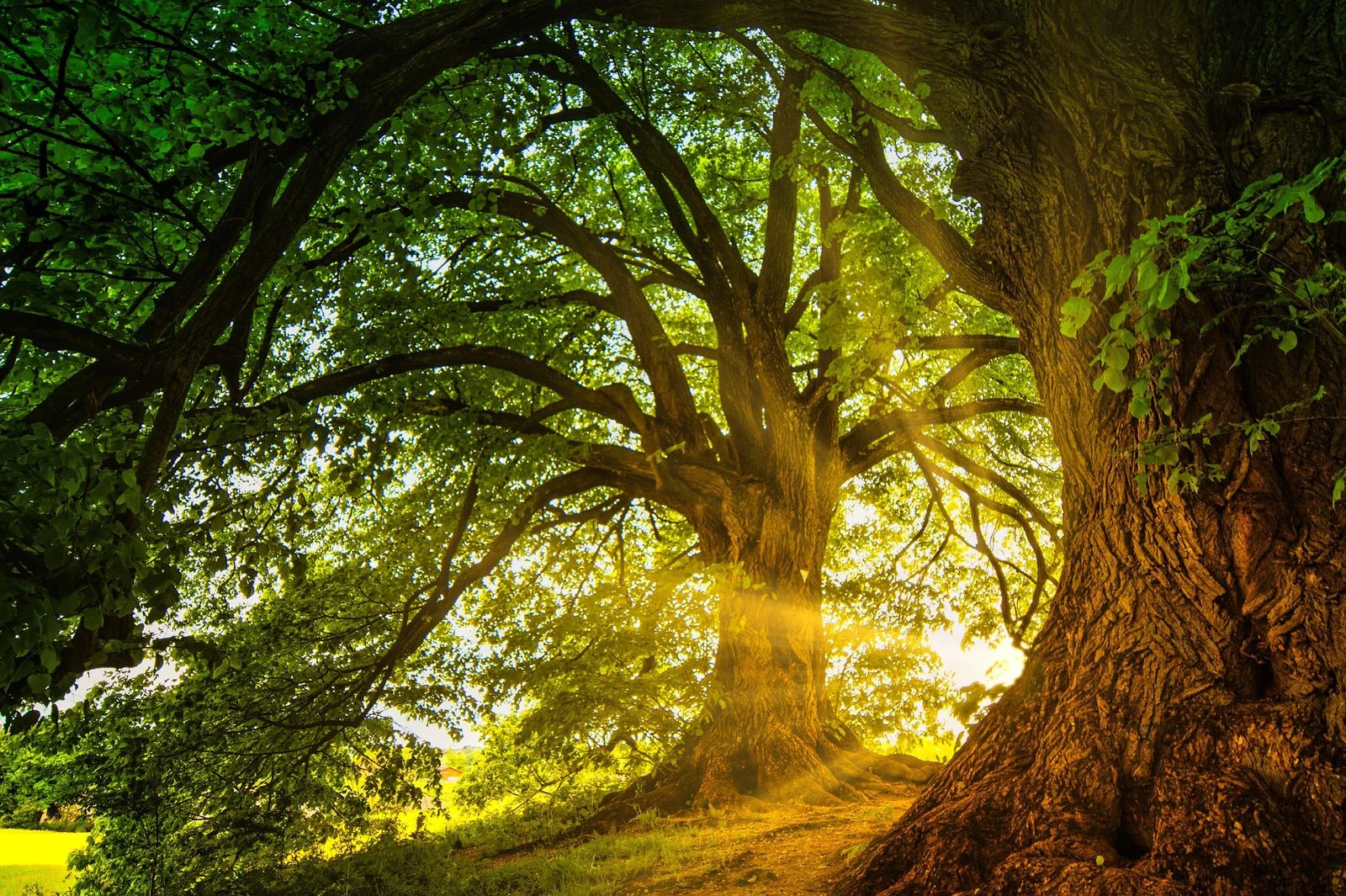 foret